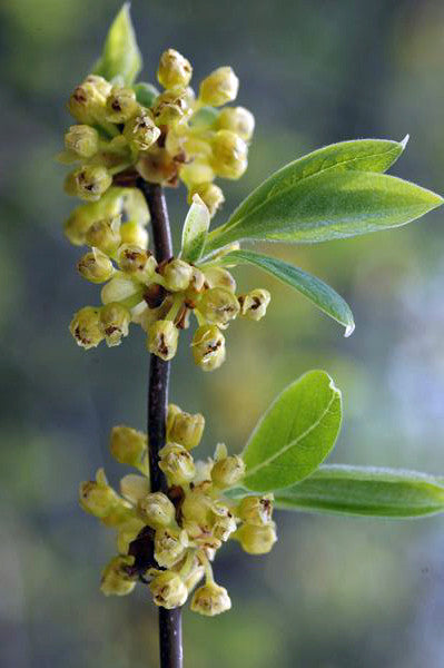 Spicebush - Lindera benzoin