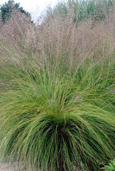 Prairie Dropseed - Sporobolus heterolepis