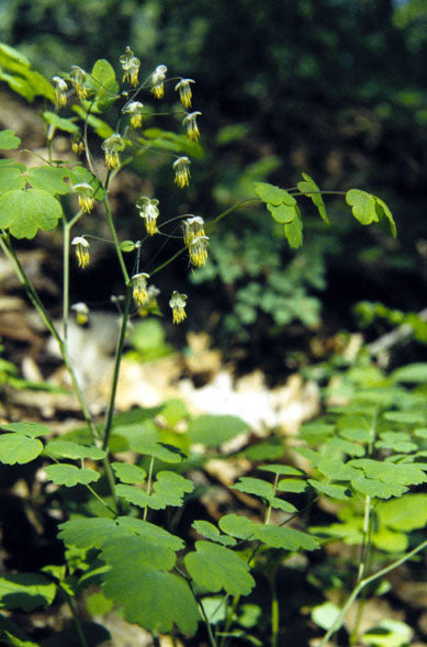 Early Meadow Rue - Thalictrum dioicum