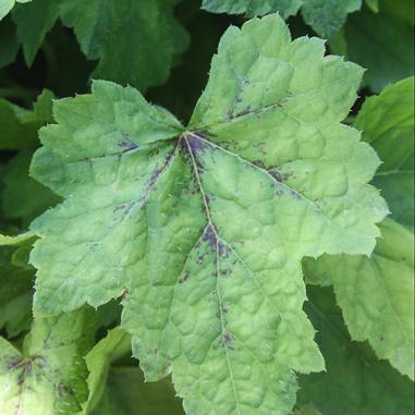 Foamflower -- Tiarella cordifolia