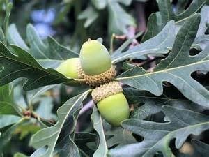 White Oak - Quercus alba