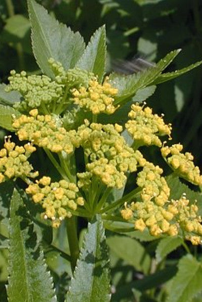 Golden Alexander - Zizia aurea