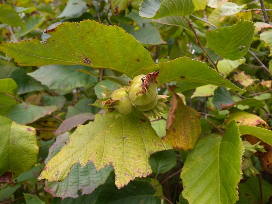 American Hazelnut - Corylus americana