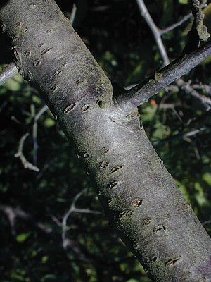 American Plum - Prunus americana