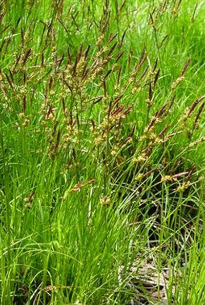 Common Oak (Pen) Sedge - Carex pensylvanica