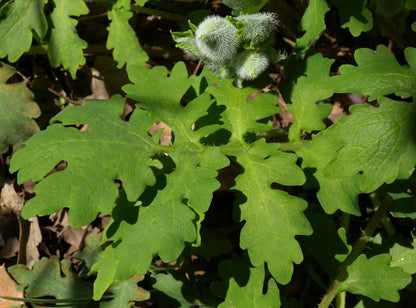 Celandine Poppy - Stylophorum diphyllum