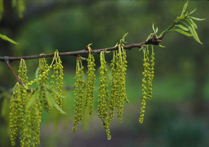 Chinquapin Oak - Quercus muehlenbergii