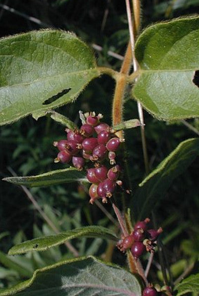 Coralberry - Symphoricarpos orbiculatus