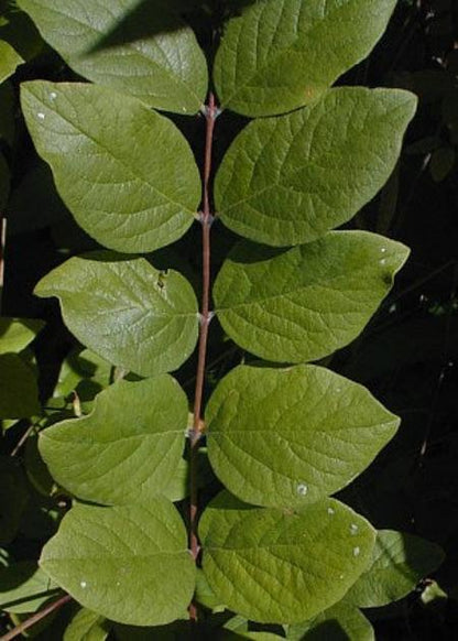 Coralberry - Symphoricarpos orbiculatus