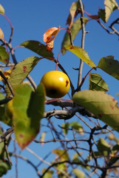 Prairie Crabapple -- Malus ioensis