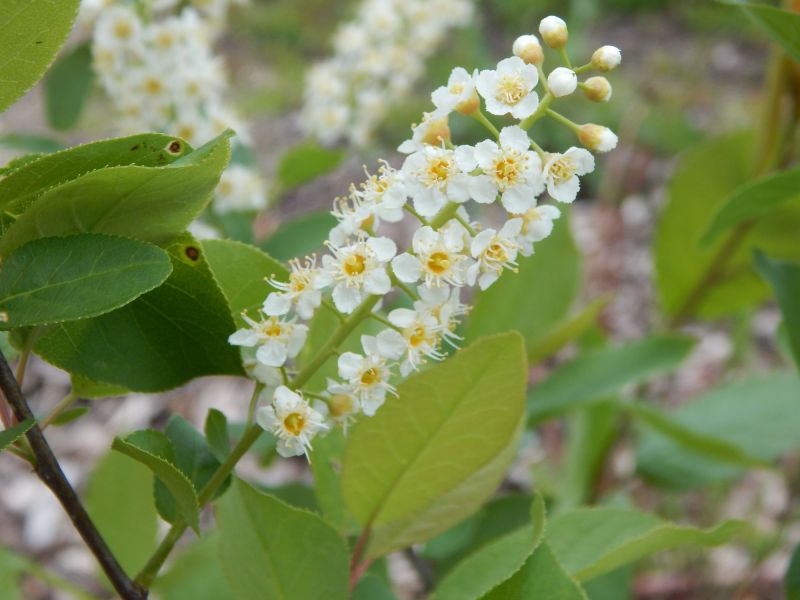 Chokecherry - Prunus virginiana