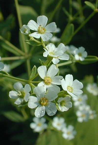 Flowering spurge - Euphorbia corollata