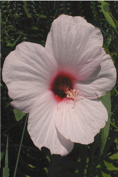 Halberd-leaved Rose Mallow -- Hibiscus laevis