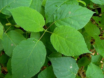 Smooth Hydrangea - Hydrangea arborescens