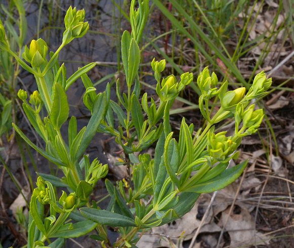 Kalm's St. John's Wort - Hypericum kalmianum