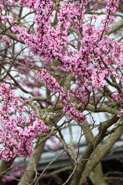 Redbud - Cercis canadensis