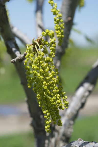 Bur Oak - Quercus macrocarpa