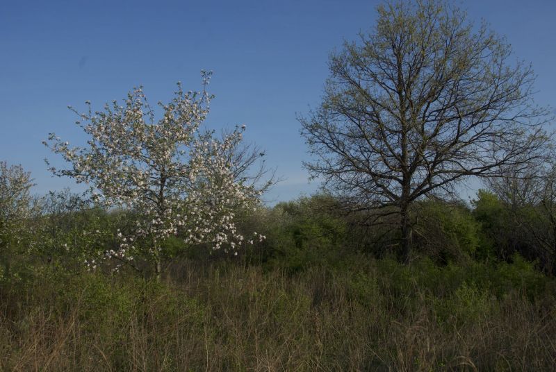 Prairie Crabapple -- Malus ioensis