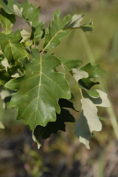 Swamp White Oak - Quercus bicolor