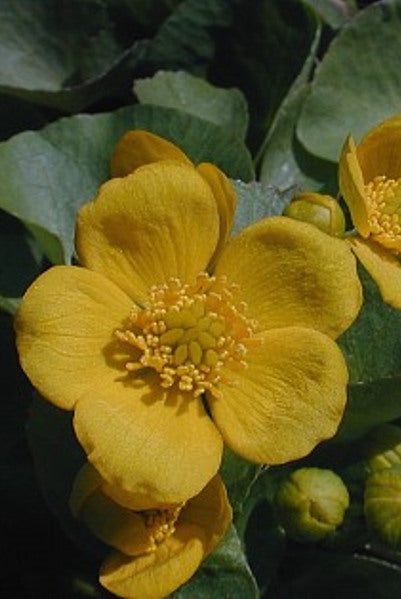 Marsh Marigold -- Caltha palustris
