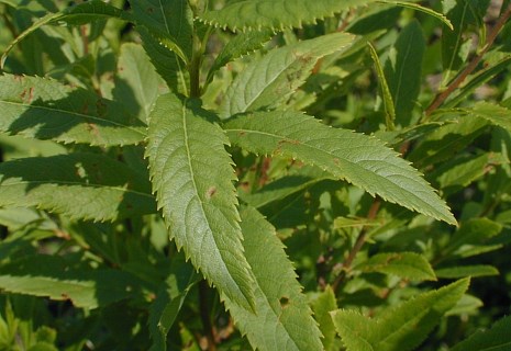 Meadowsweet - Spiraea alba