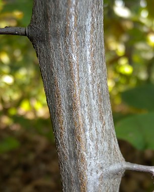 Blue Beech - Carpinus caroliniana