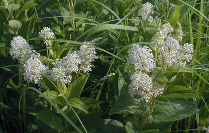 New Jersey Tea - Ceanothus americanus