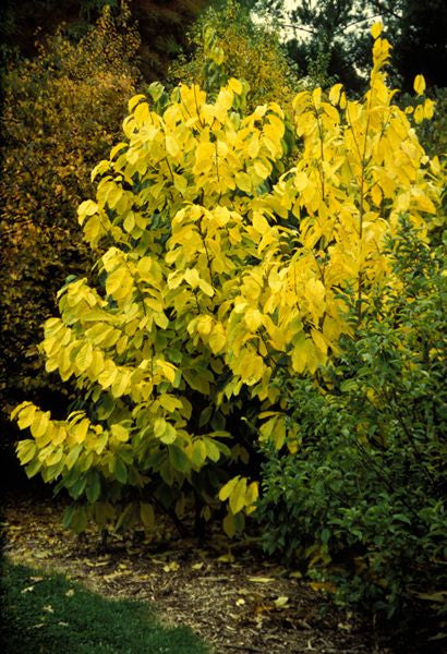 Paw Paw yellow fall color