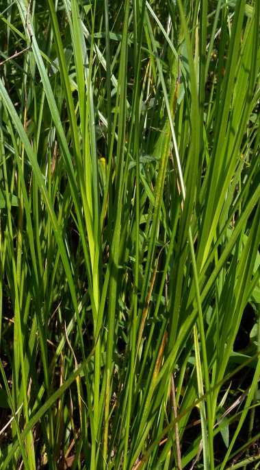 Plains Oval Sedge – Carex brevior