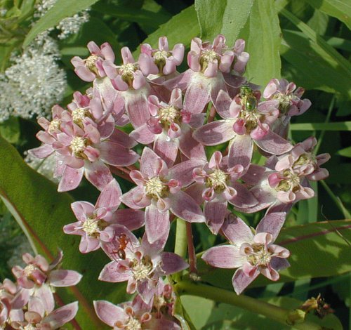 Prairie Milkweed - Asclepias sullivantii