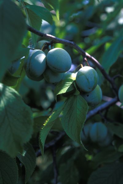 American Plum - Prunus americana