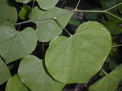 Redbud - Cercis canadensis