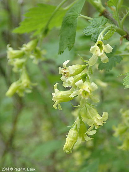 Wild Black Currant - Ribes americanum