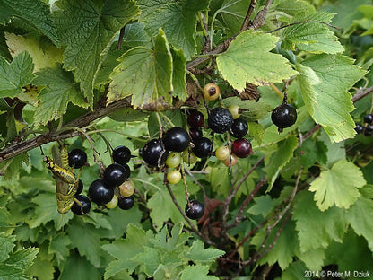 Wild Black Currant - Ribes americanum