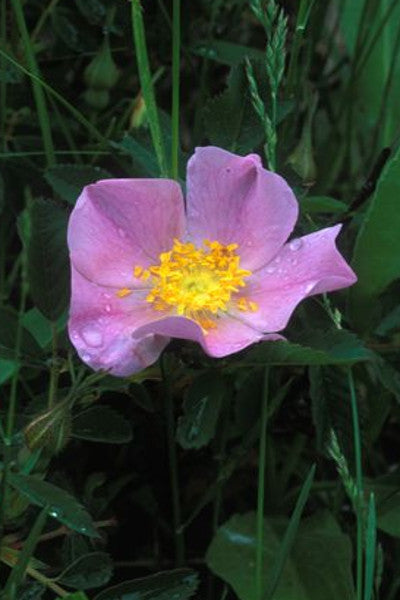 Pasture Rose -- Rosa carolina