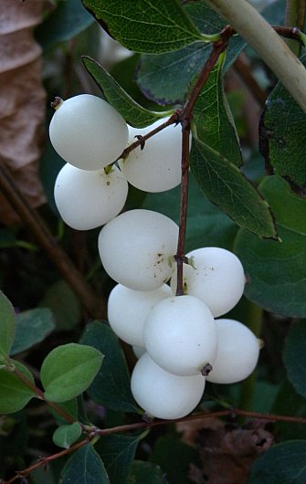 Snowberry - Symphoricarpos albus