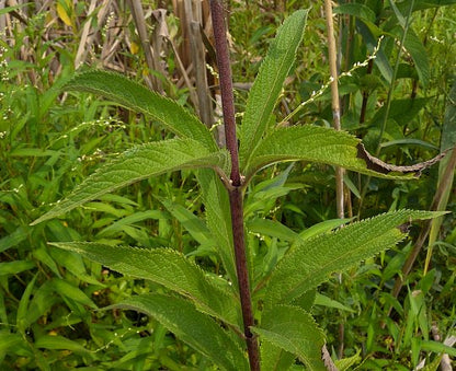 Spotted Joe Pye Weed - Eutrochium maculatum