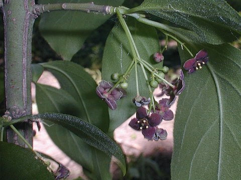 Wahoo - Euonymus atropurpureus