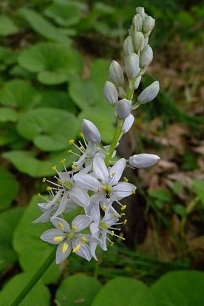 Wild Hyacinth -  Camassia scilloides